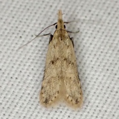 Dichomeris punctipennella