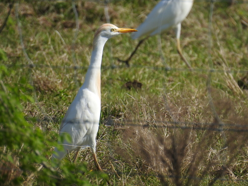 Bubulcus ibis image