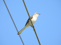 Mimus polyglottos image