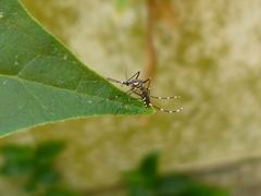 Aedes aegypti
