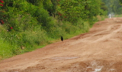 Leopardus geoffroyi