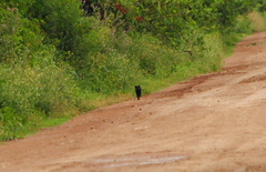 Leopardus geoffroyi