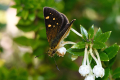 Butleria fruticolens