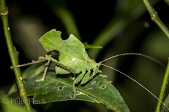 Typophyllum bolivari