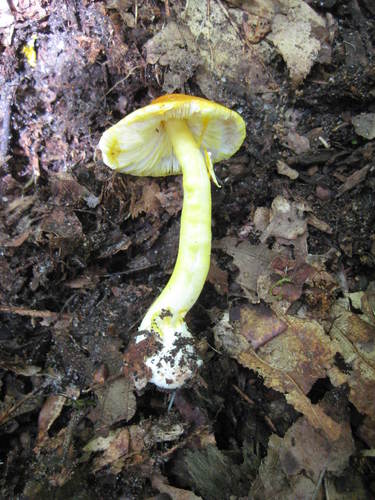 Amanita flavoconia image