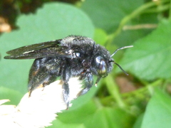 Xylocopa augusti