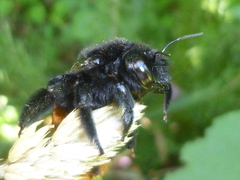 Xylocopa augusti