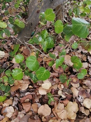 Coccoloba uvifera