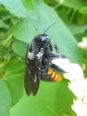 Xylocopa augusti