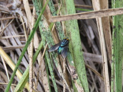 Sarconesiopsis magellanica