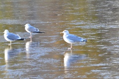 Larus argentatus