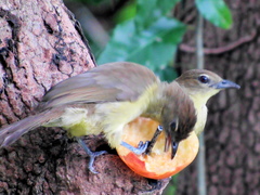 Chlorocichla flaviventris