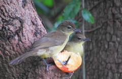 Chlorocichla flaviventris