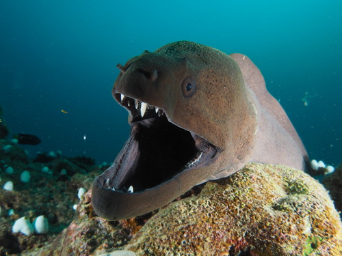 Giant Moray — seen at this dive site