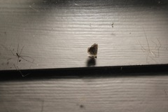 Smeringopus pallidus