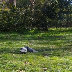 Columba livia domestica