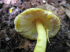 Amanita flavoconia image