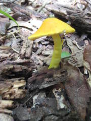 Amanita flavoconia image