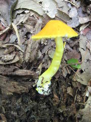Amanita flavoconia image