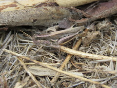 Dichroplus elongatus