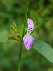 Dicliptera eenii