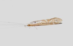 Nectopsyche separata