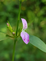 Dicliptera eenii