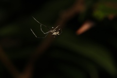 Tetragnatha ceylonica