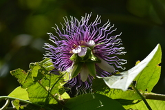 Passiflora serratifolia
