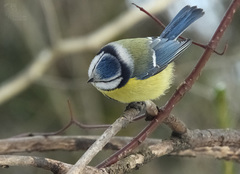 Cyanistes caeruleus