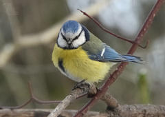 Cyanistes caeruleus