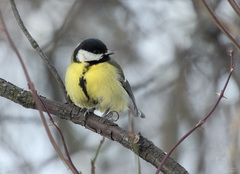 Parus major