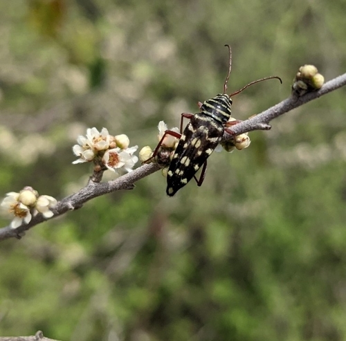 Mesquite Borer