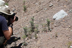 Eriogonum rixfordii