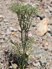 Eriogonum rixfordii