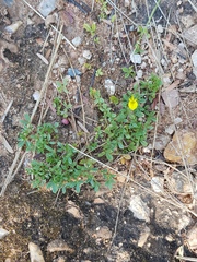 Listia heterophylla