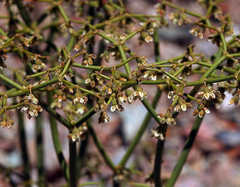 Eriogonum rixfordii