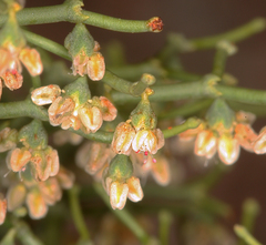 Eriogonum rixfordii