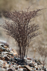 Eriogonum rixfordii