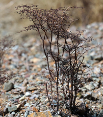 Eriogonum rixfordii