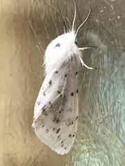 Spilosoma dubia