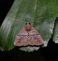 Hypena robustalis