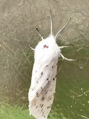 Spilosoma dubia