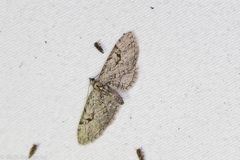 Eupithecia bolterii