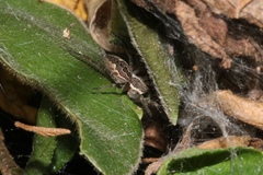 Dendrolycosa robusta