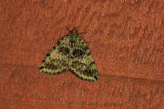 Hydriomena polyphonta