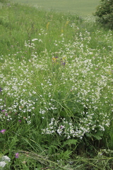 Crambe cordifolia