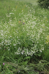 Crambe cordifolia