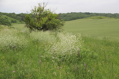 Crambe cordifolia