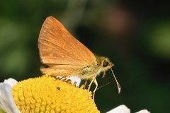 Butleria quilla